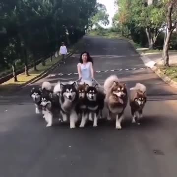 HUSKY WALK IN THE STREET.mp4