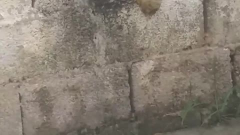 Weird Dog Makes Mess on Walls