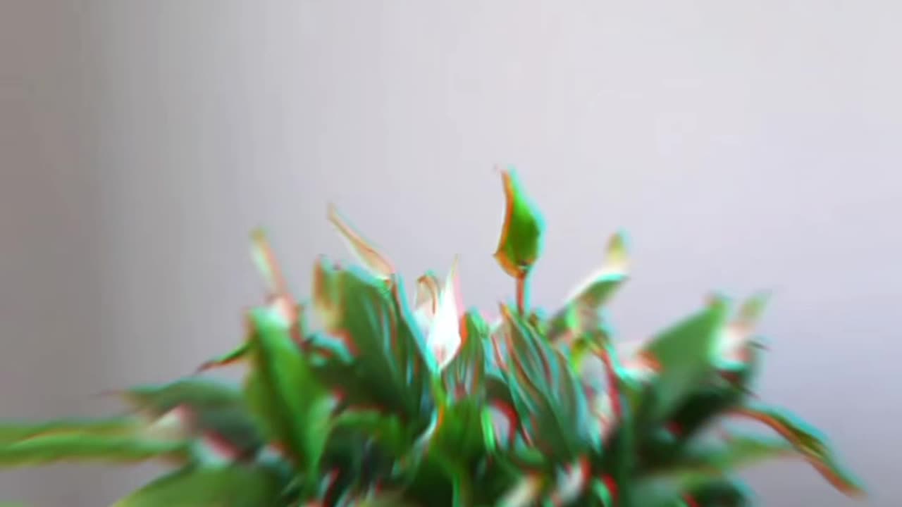 Top House hold plants