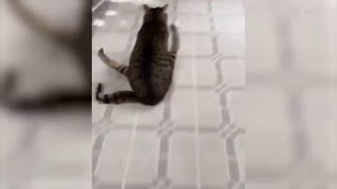 Funniest Animals 2022 😂 Funniest Cats and Dogs 😺🐶 |Aww Pets