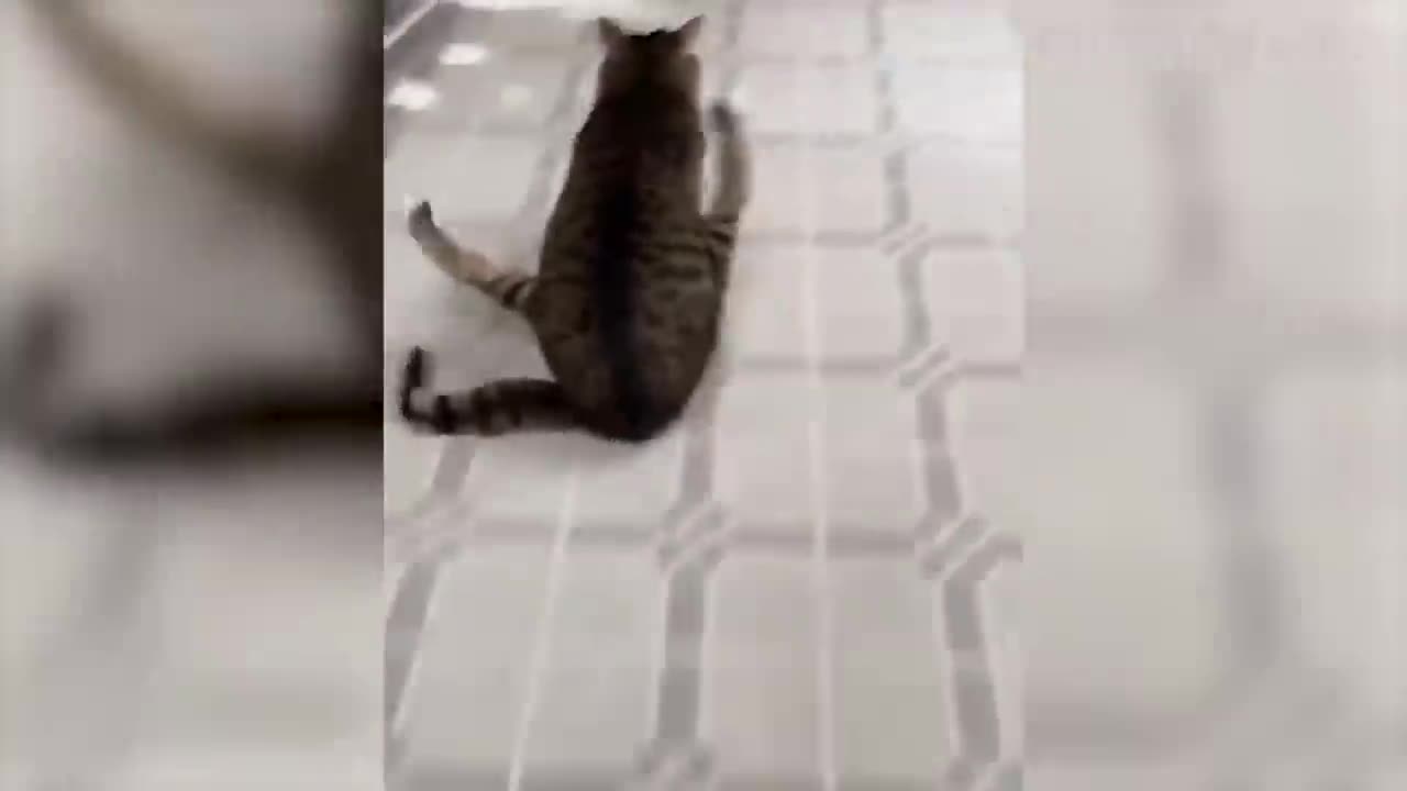 Funniest Animals 2022 😂 Funniest Cats and Dogs 😺🐶 |Aww Pets
