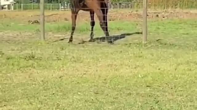 Must watch Horse showing dancing escape plan