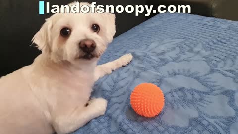 Playing for 2 minutes with snoopy and Mr. Ball