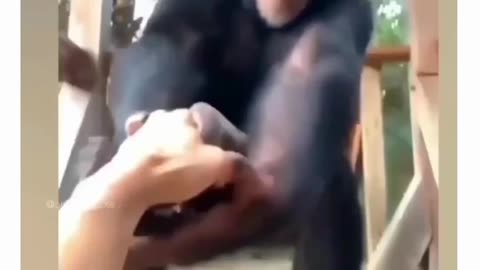 Animal love for humans