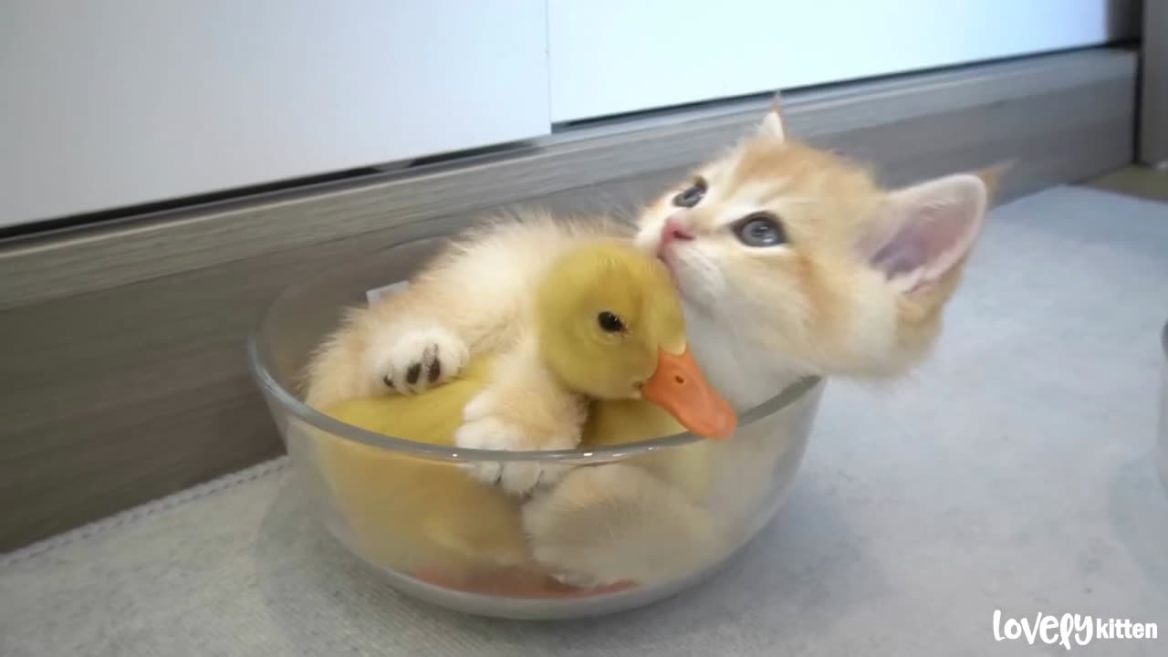 Kitten hugged little duck tightly, because he afraid that she'll leave(part 78)