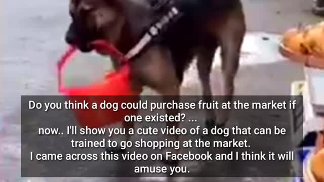 funny dog go the market.