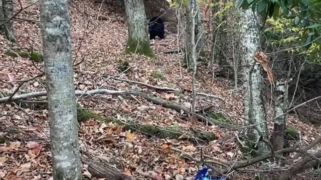 Lady Scares Black Bear off Trash Using Cleaning Spray