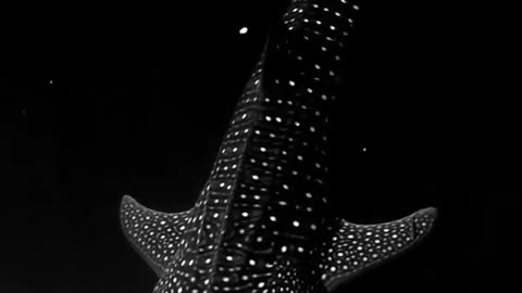 whale shark gliding through bioluminescent algae