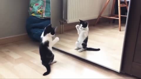 The cat and the mirror are funny