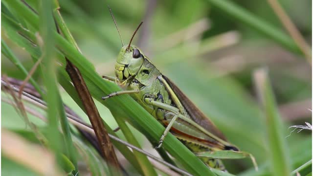 VIDEOS WITH CUTTER GREEN GRASSHOPPER FEEDING FREE IN THE NATURE [UPDATED 2022]!