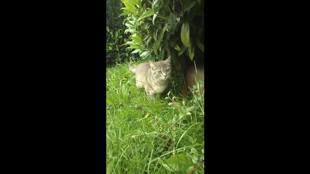 A young cat in a green garden 2024