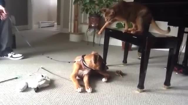 Boxer puppy meets the cats