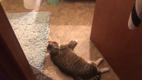 Hot kitties