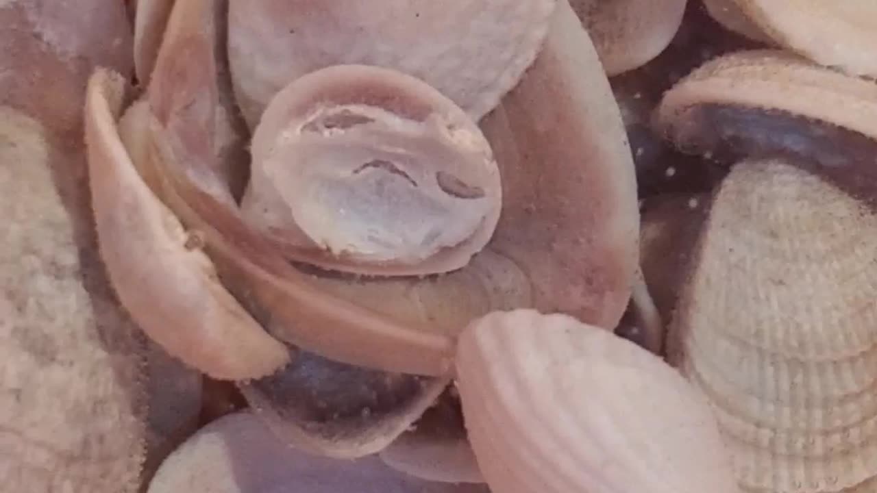 How to clean sea shells