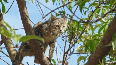 The cat is stuck on the tree, and does not know how to get down😂😂