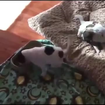 This 🐶 PUPPY 🦴IS LITERALLY AND PHYSICALLY HAPPY 😆