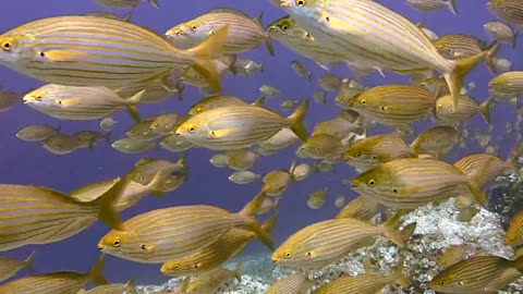 Golden fish