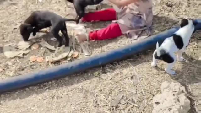 A Little Girl Playing With Dog Puppies