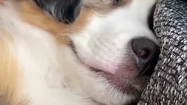 Funny Dog Videos Compilation