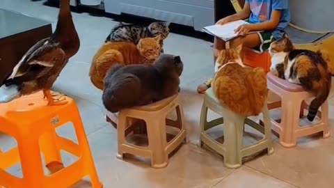 Cute Cats & Funny Cats 😍😍😅😅 #cats #reels #shorts #viral #pets #mmvcats