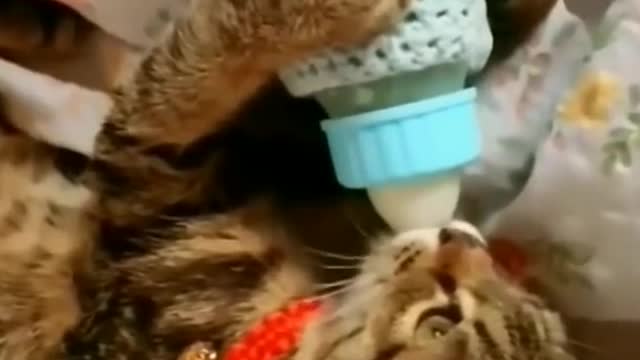 cute cat videos 😹 funny videos 😂