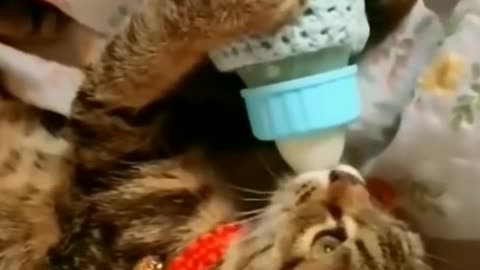 cute cat videos 😹 funny videos 😂