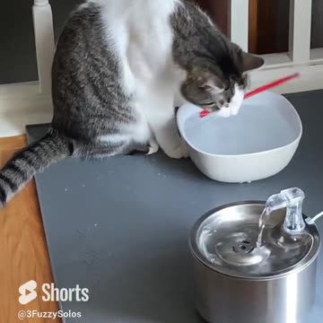 Encore straw performance. Kylo’s toddlerness always makes us laugh #CatFunny #CatToddler