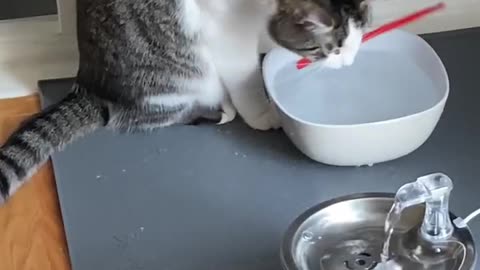 Encore straw performance. Kylo’s toddlerness always makes us laugh #CatFunny #CatToddler