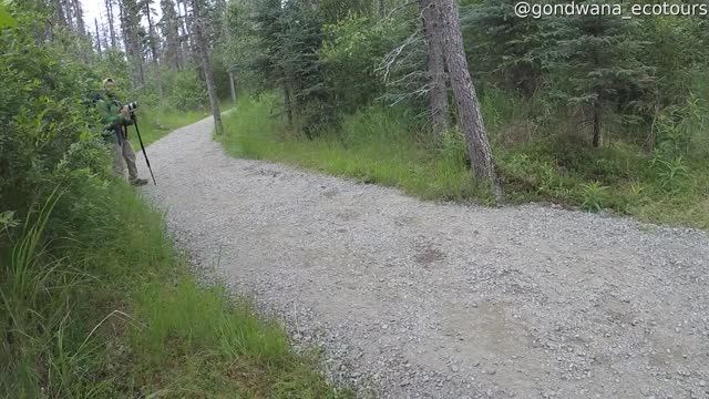 Close Encounter With Grizzly Bear Chasing Other Grizzly