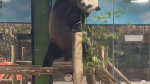 panda dancing