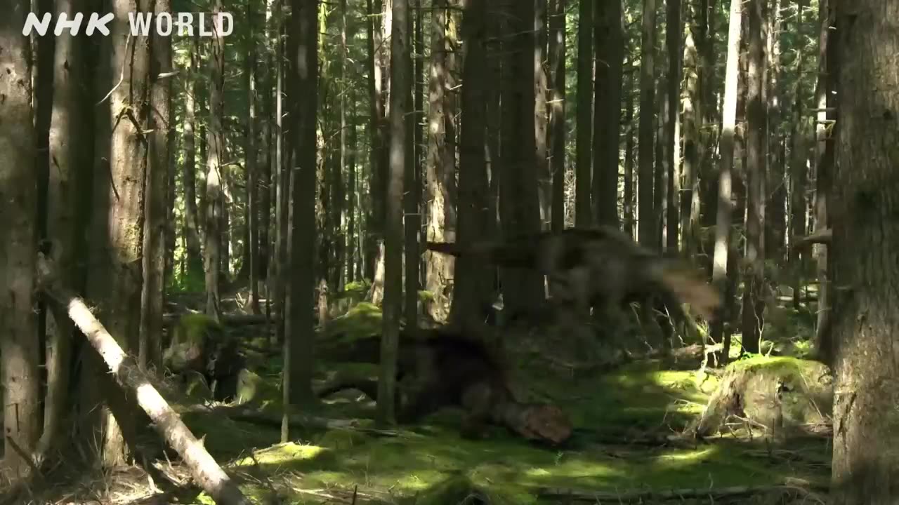 Tyrannosaurus vs Triceratops - DINOSAURS