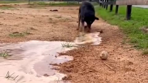 Dog can not handle Water