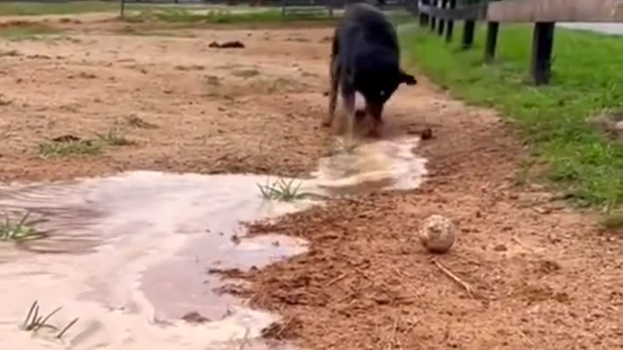 Dog can not handle Water