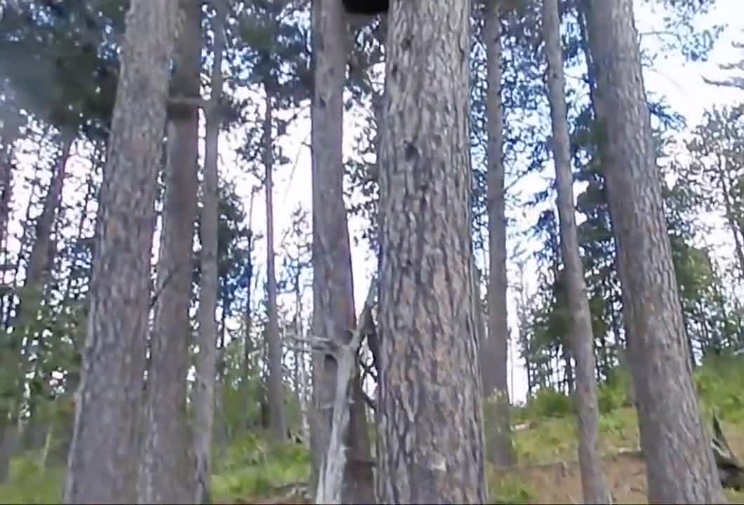Does the bear count that fast