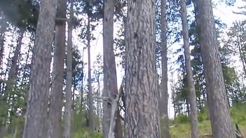 Does the bear count that fast