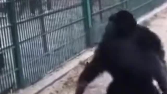 monkey throws dirt on crowd funny video