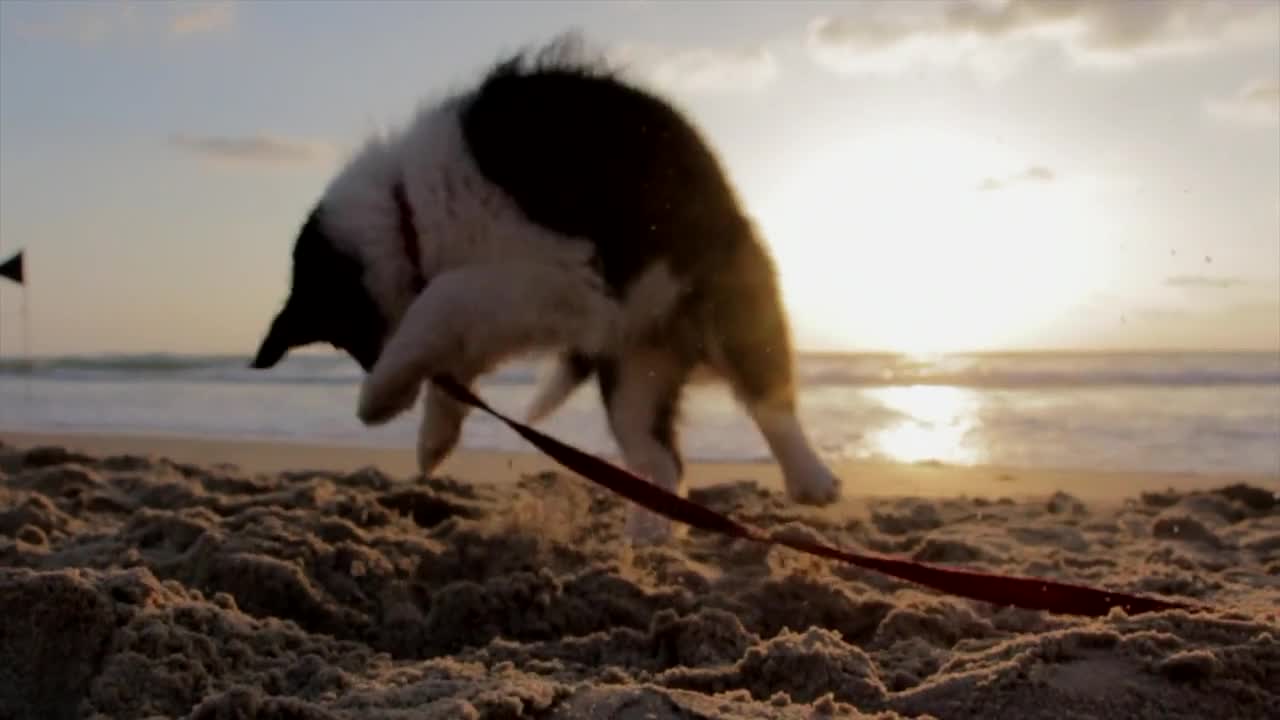 A funny and cheerful puppy playing on the sand