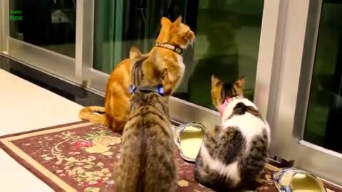 Funny cat 🐈😺 kitchan