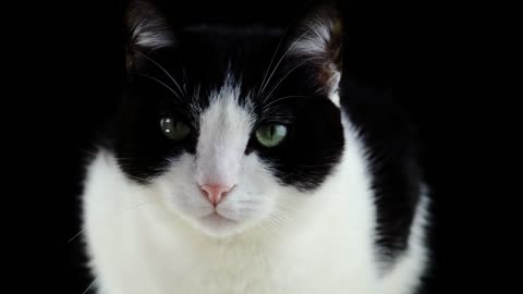 look how cute this cat is.