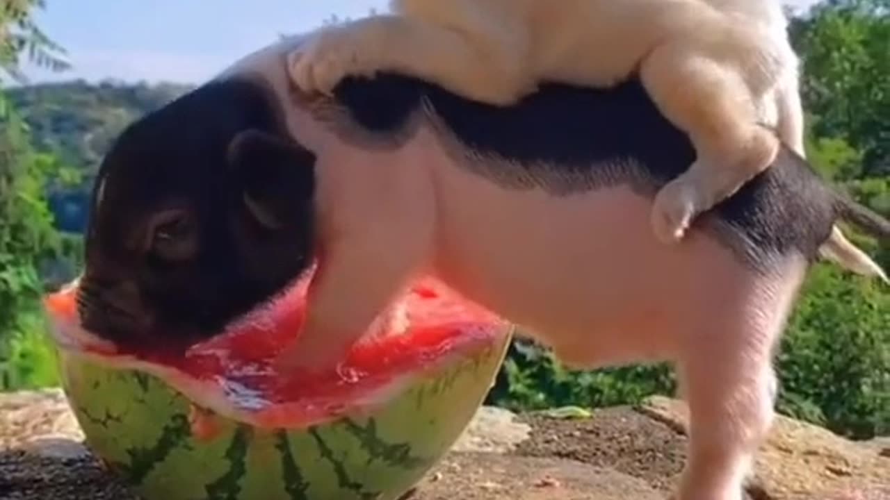 Lindo vídeo