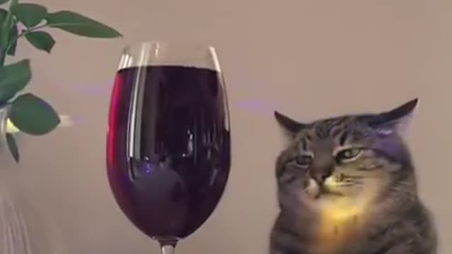 Animals cat drink while