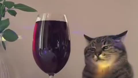 Animals cat drink while