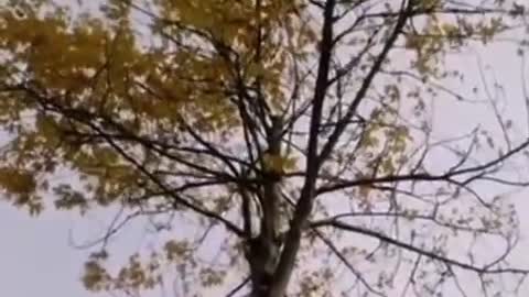 Unbelievable tree grow in parked car