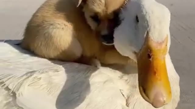 Adorable Dog And Duck Hugging It Out🥺