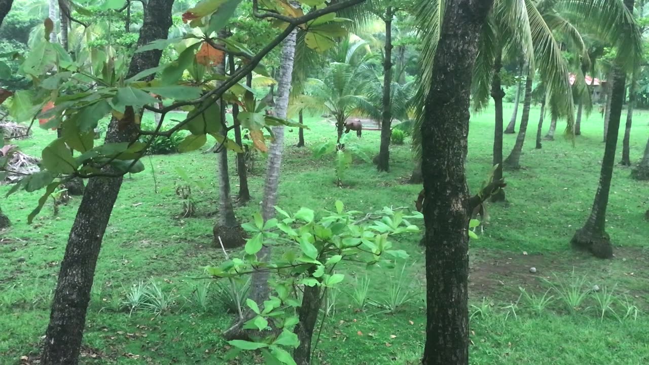 9/11/24 neighbor’s horses grazing here