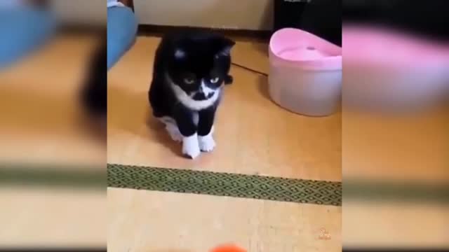 Baby Cats - Cute and Funny Cat Videos Compilation | Aww Animals