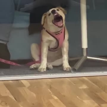 Dog thinks he can get out by licking the glass.