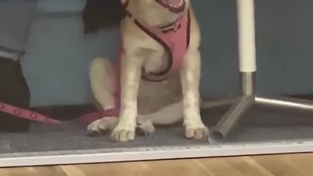 Dog thinks he can get out by licking the glass.