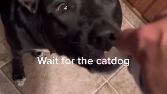 Wait For Catdogš¤£