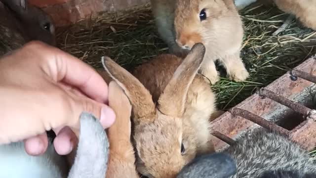 best terapie is a rabbits terapie))